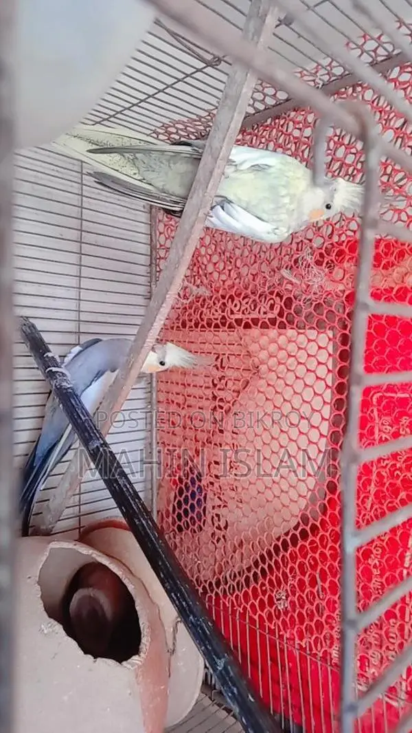 Cockatiel Birds for Sale