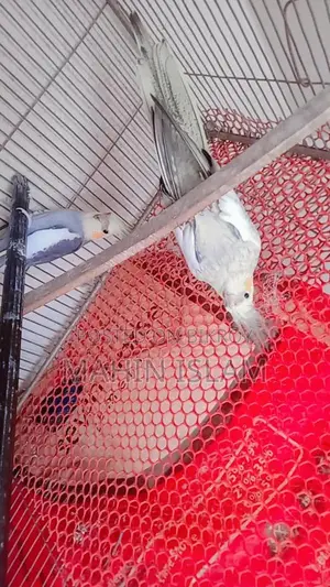 Cockatiel Birds for Sale