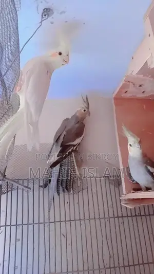 Cockatiel Birds for Sale