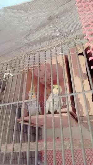 Cockatiel Birds for Sale