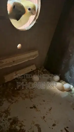 মাস্টার পেয়ার ককাটেল (কথা বলতে পারে)