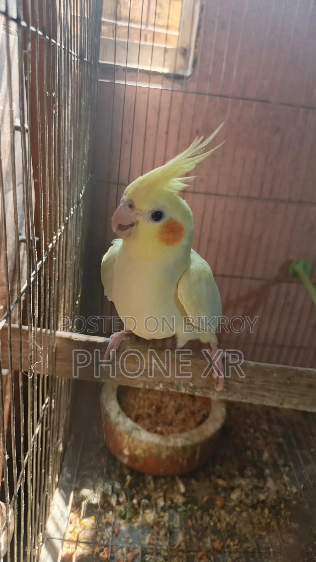 মাস্টার পেয়ার ককাটেল (কথা বলতে পারে)