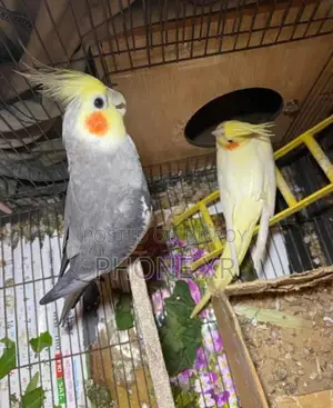 মাস্টার পেয়ার ককাটেল (কথা বলতে পারে)