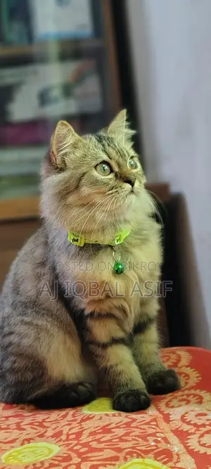 পারসিয়ান বিড়াল