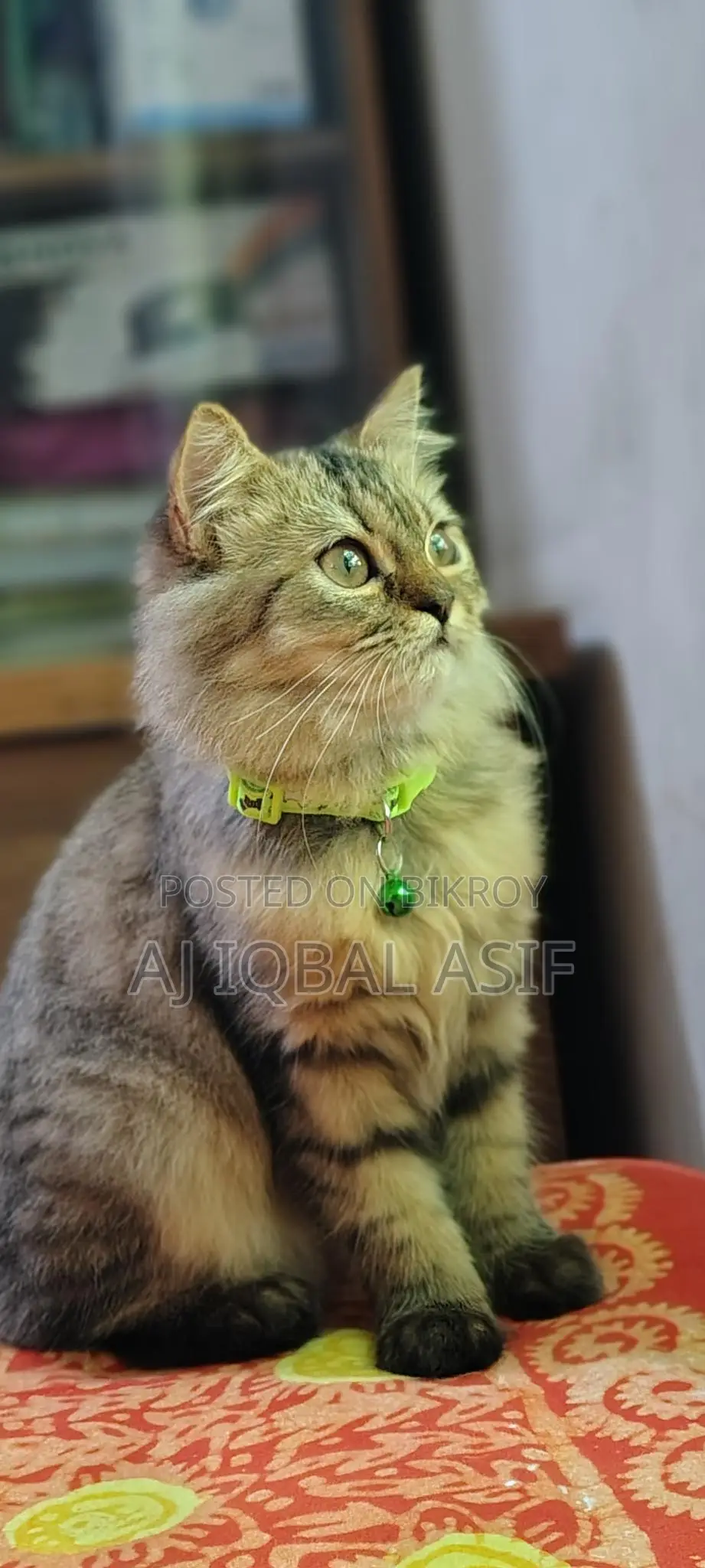 পারসিয়ান বিড়াল
