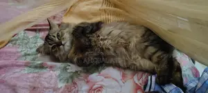 পারসিয়ান বিড়াল