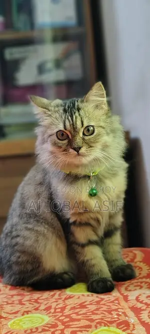 পারসিয়ান বিড়াল