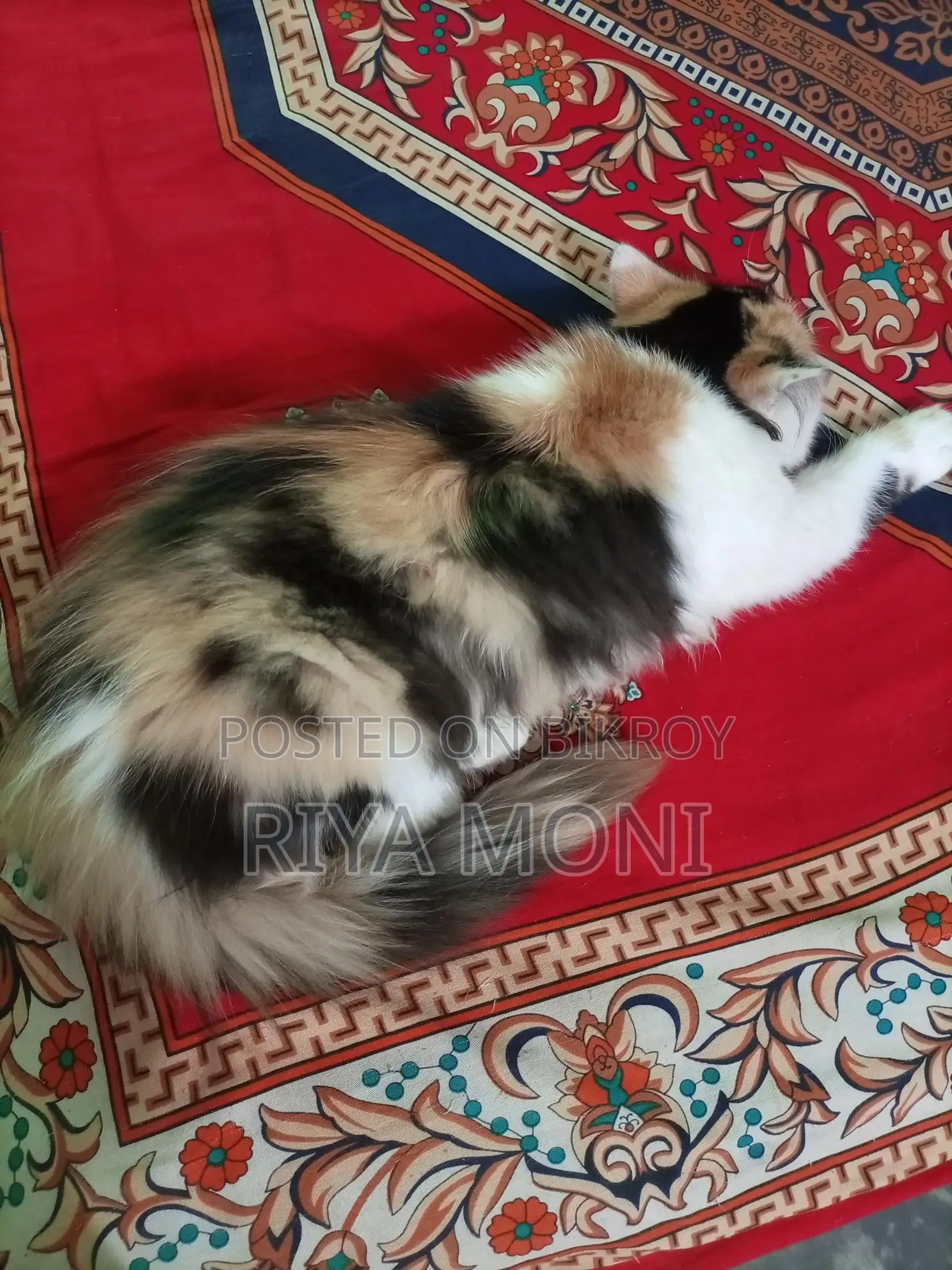 Persian Female