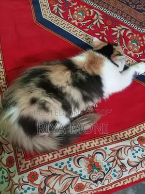 পার্সিয়ান ফিমেল
