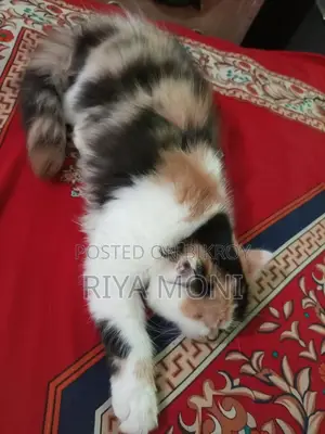 Persian Female