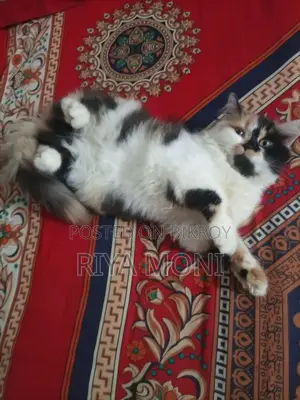 Persian Female