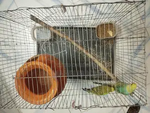 A pair of budgie birds with cage