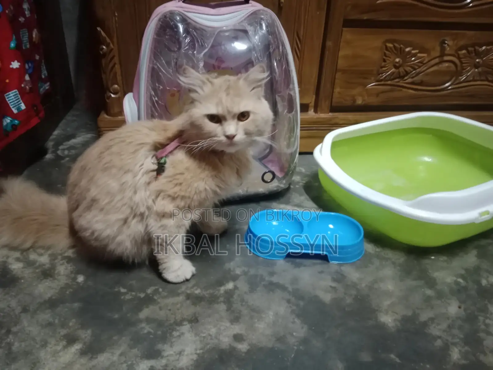 Persian Male