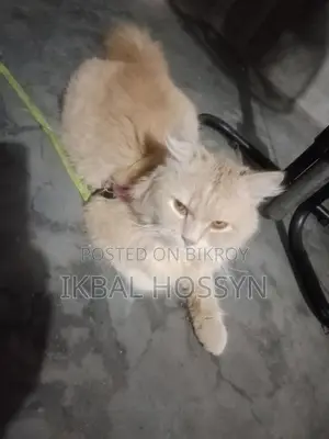 Persian Male