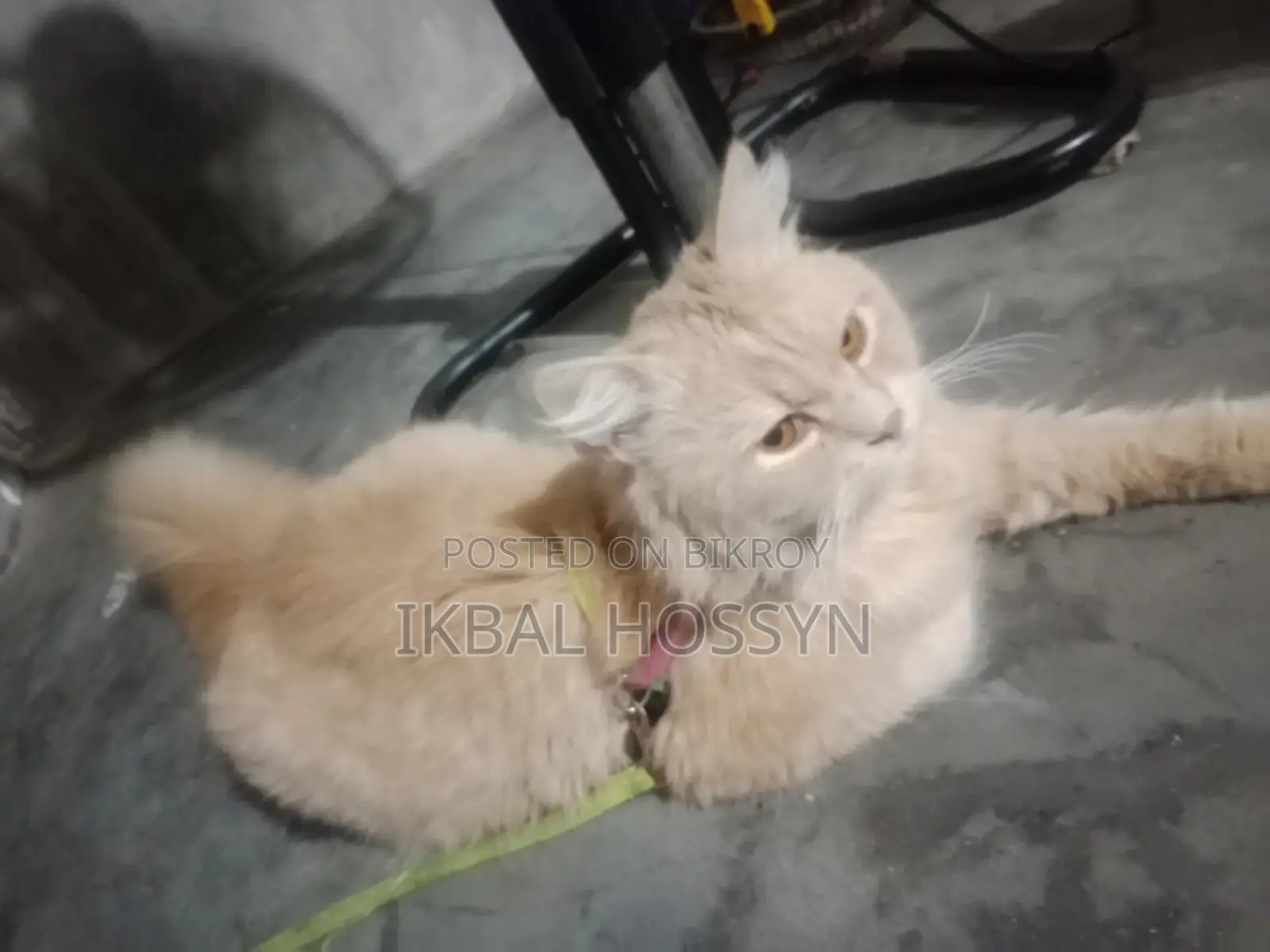 Persian Male