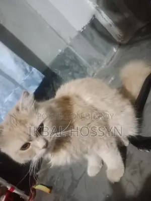 Persian Male