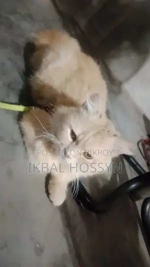 Persian Male