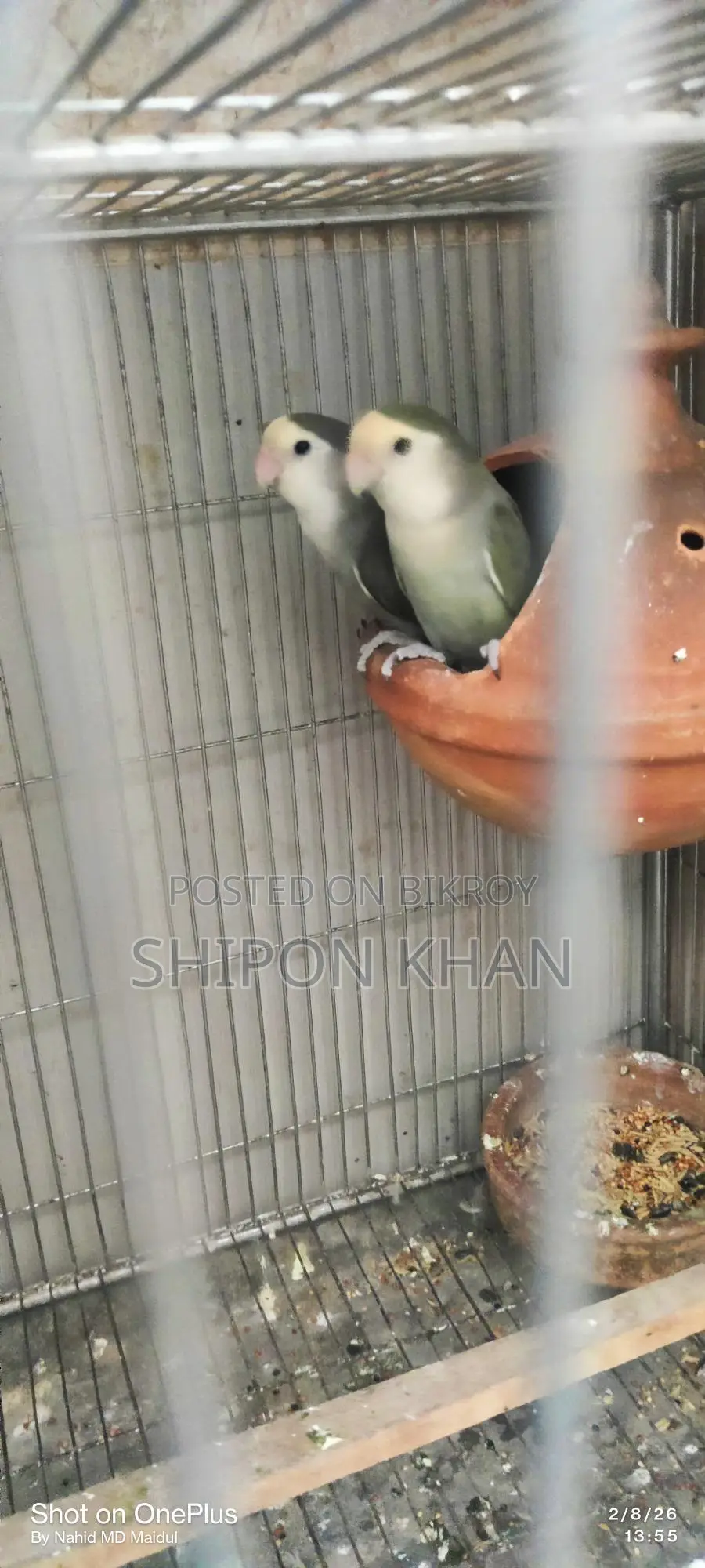 Proven Breeding Lovebirds