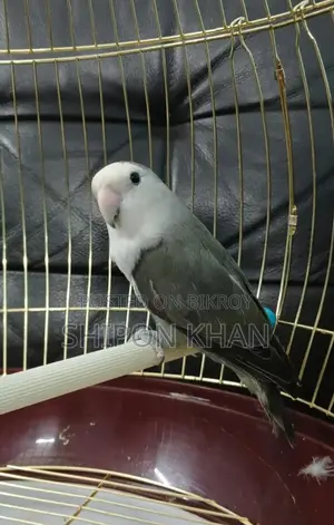 Proven Breeding Lovebirds