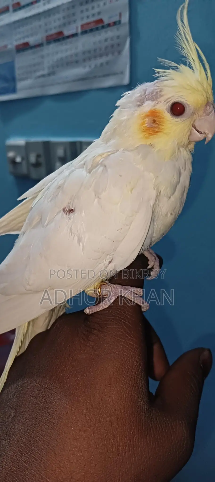 ককাটেল পাখি বিক্রি হবে
