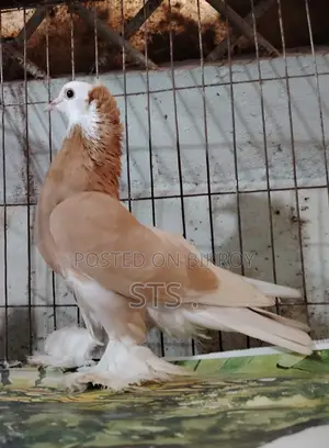 Pigeon for sale