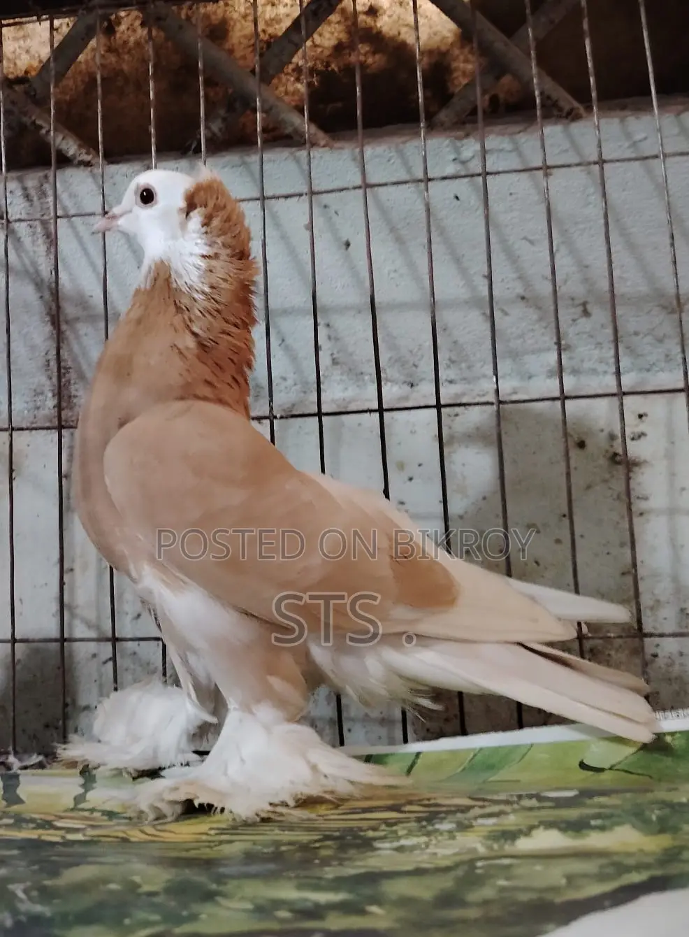 Pigeon for sale