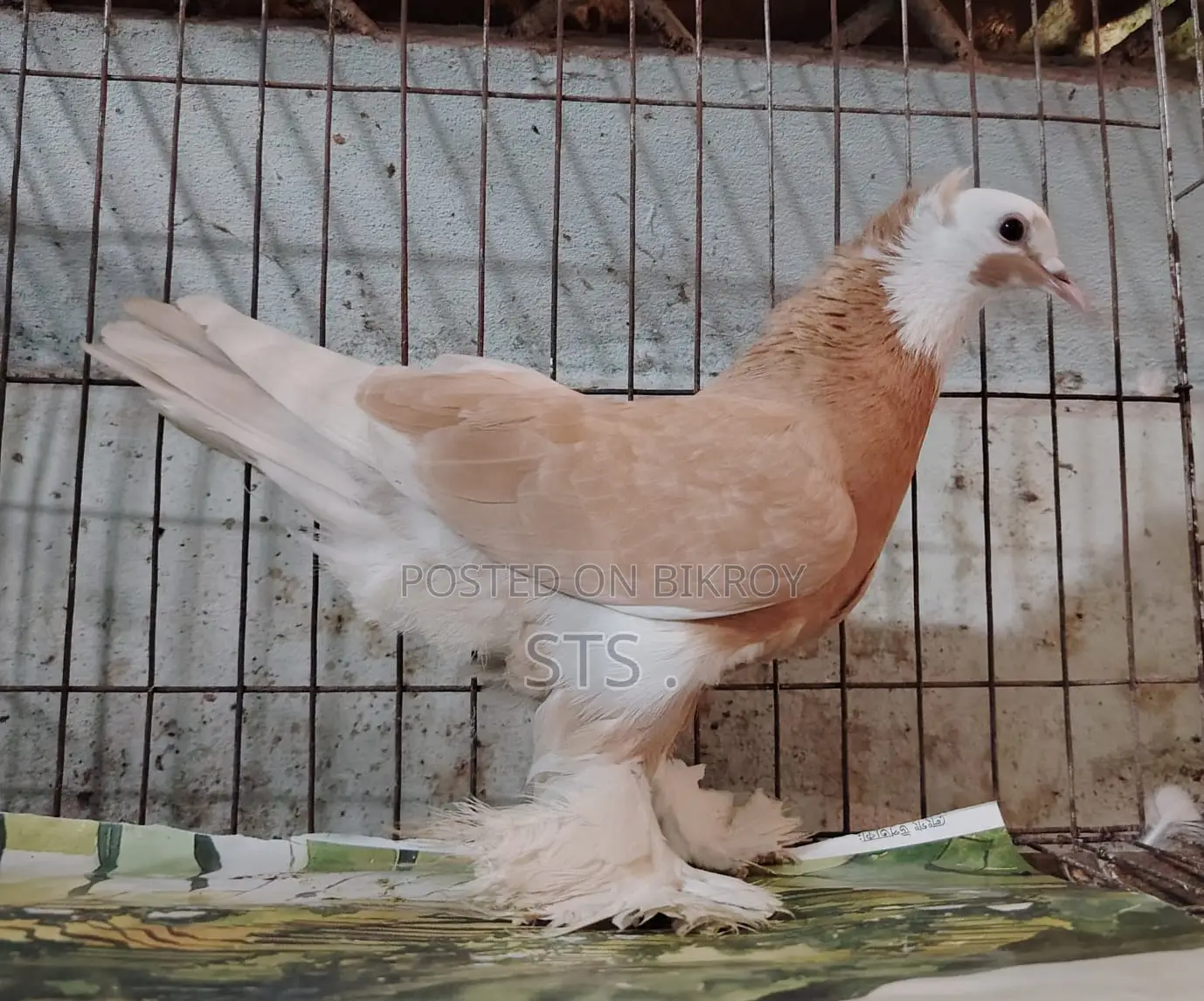 Pigeon for sale