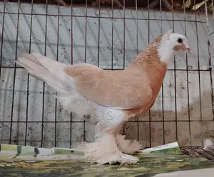 Pigeon for sale