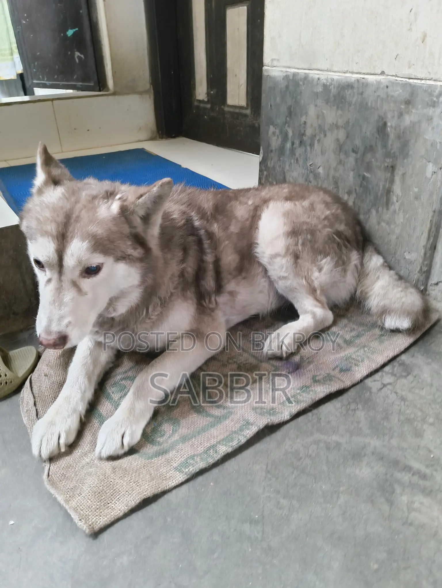 Husky Dog