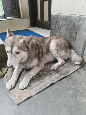 Husky Dog