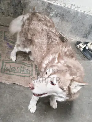 Husky Dog