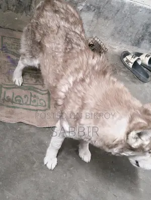 Husky Dog