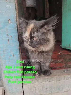 Adults female cat and baby kitten sell