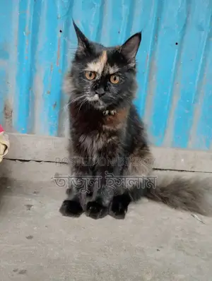 Adults female cat and baby kitten sell