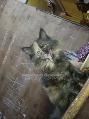 Adults female cat and baby kitten sell