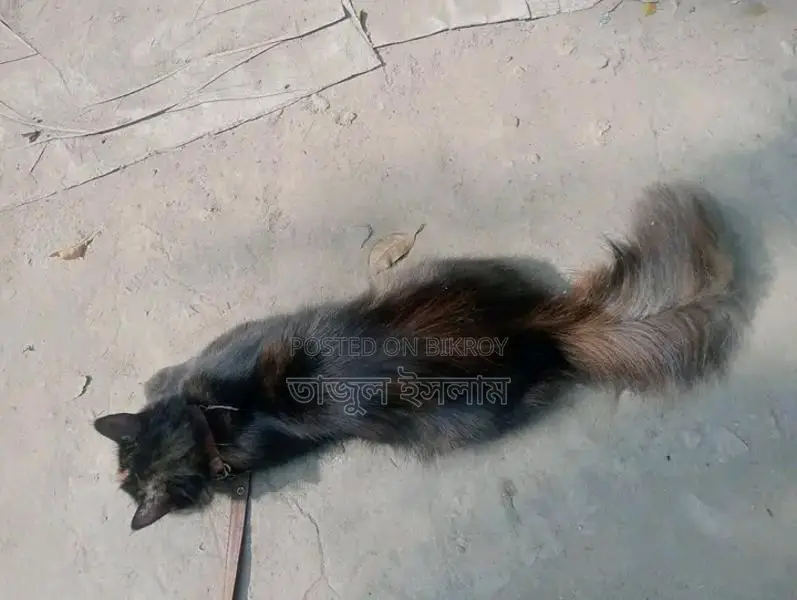 Adults female cat and baby kitten sell