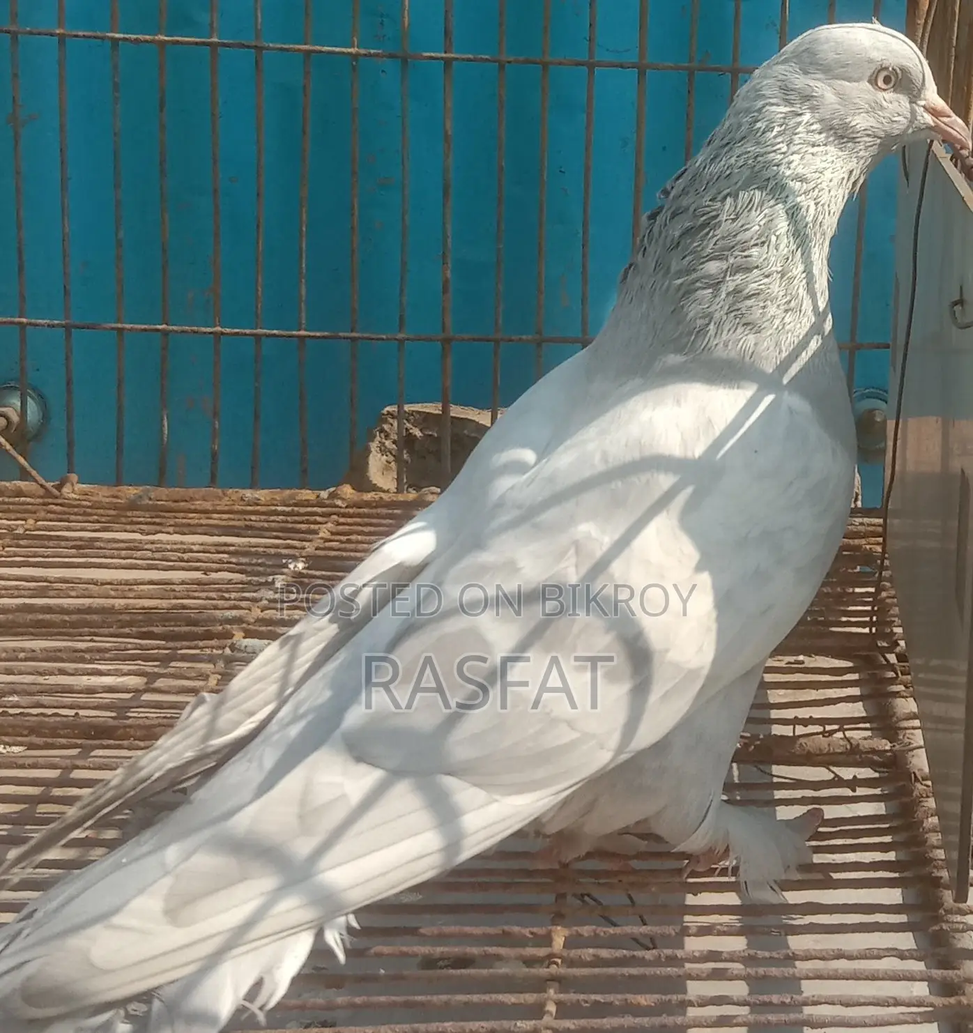 Khaki Male Pigeon