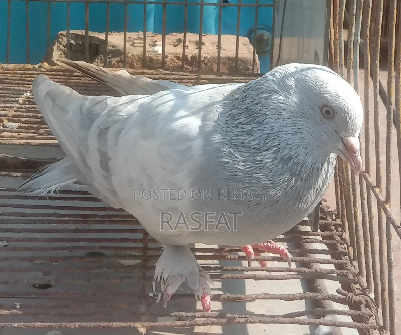 Khaki Male Pigeon