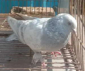 Khaki Male Pigeon