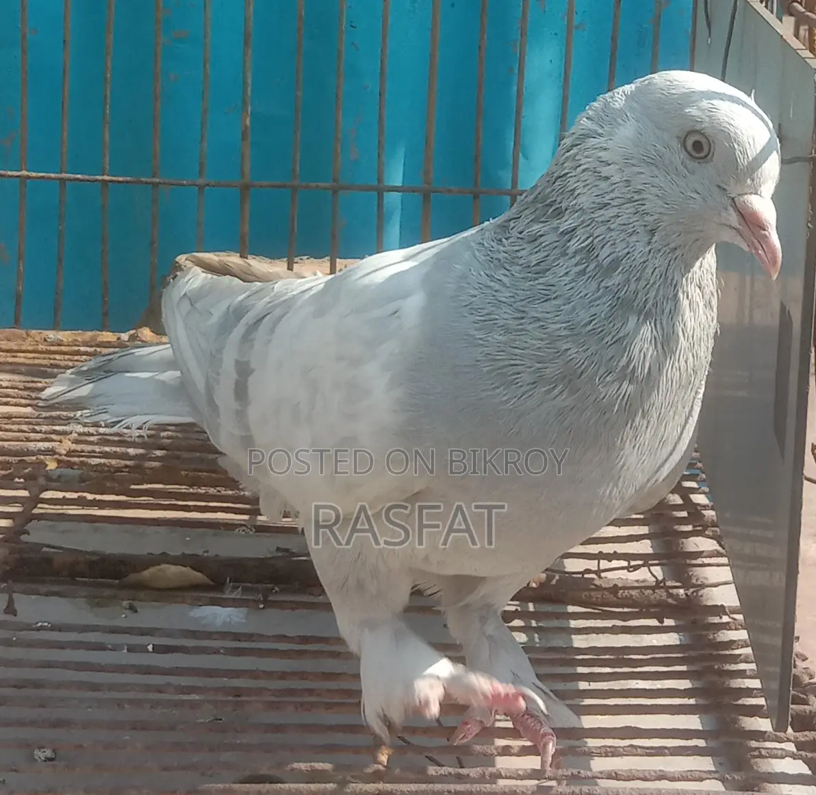 Khaki Male Pigeon