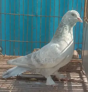 Khaki Male Pigeon