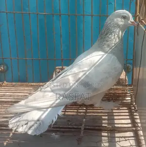 Khaki Male Pigeon