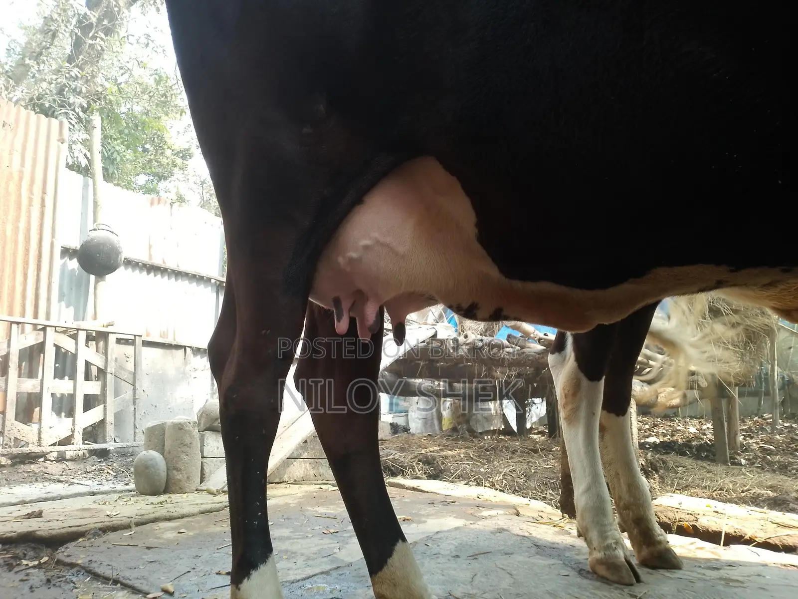 High-Quality Milking Cow with Calf
