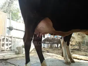 High-Quality Milking Cow with Calf