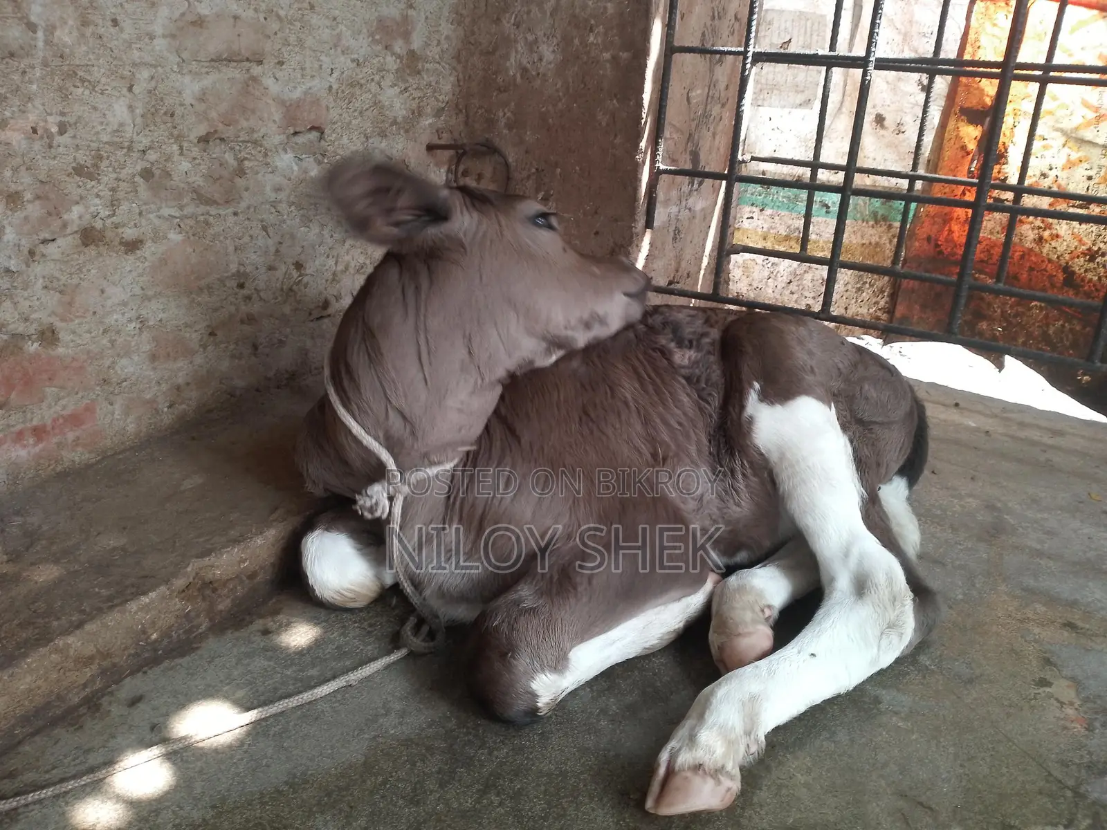High-Quality Milking Cow with Calf