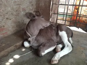 High-Quality Milking Cow with Calf
