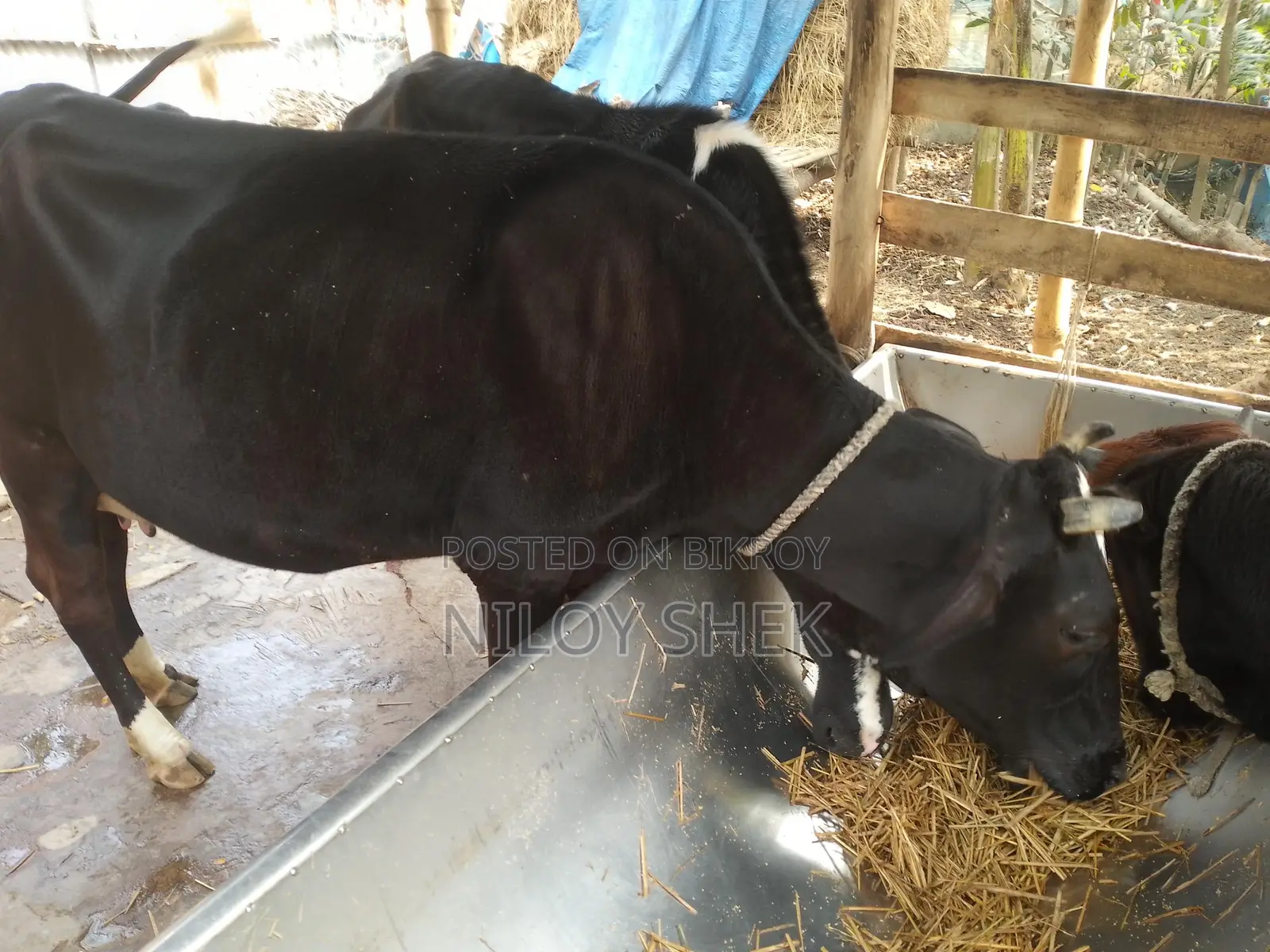 High-Quality Milking Cow with Calf