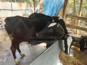 High-Quality Milking Cow with Calf