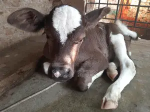 High-Quality Milking Cow with Calf