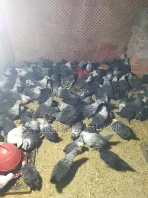 মিশরিও ফাওমি মুরগি